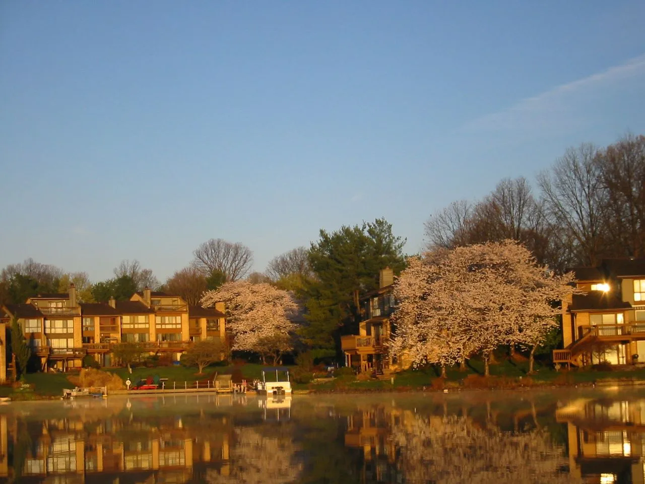 Japanese cherry trees in bloom along the shore of Lake Thoreau in Reston