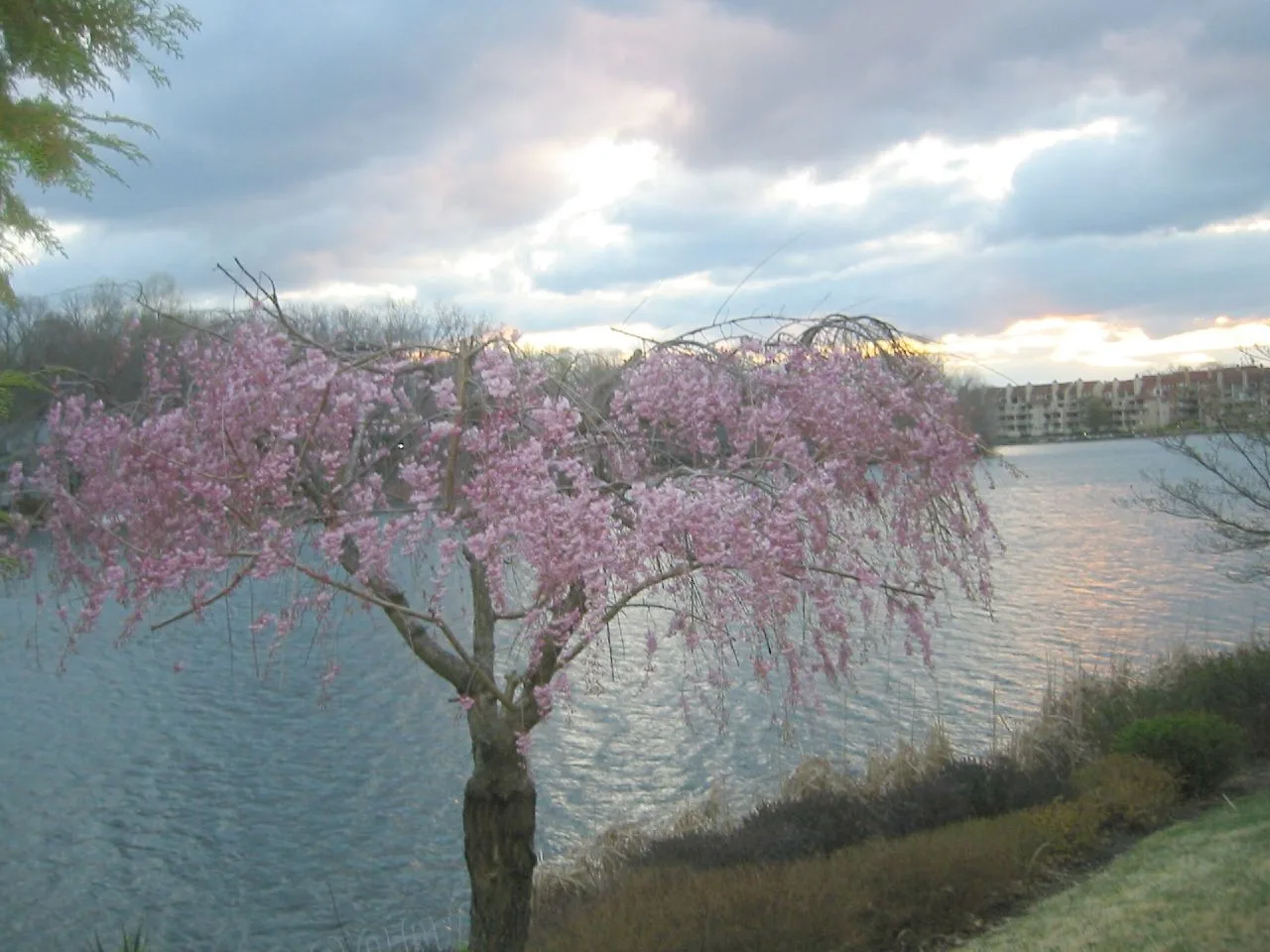A weeping cherry in bloom on the shore of Lake Thoreau in Reston